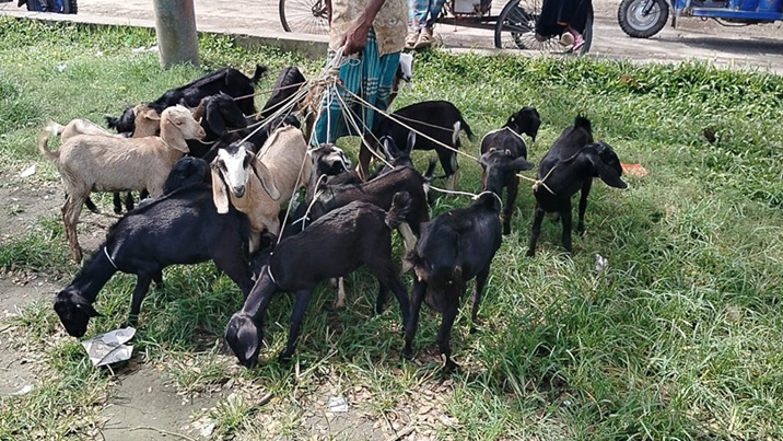 ডামুড্যায় জেলেদের মাঝে বিনামূল্যে ছাগল বিতরণে অনিয়মের অভিযোগ